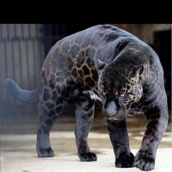 Meet your Posher, Mike - Picture 1 of 1